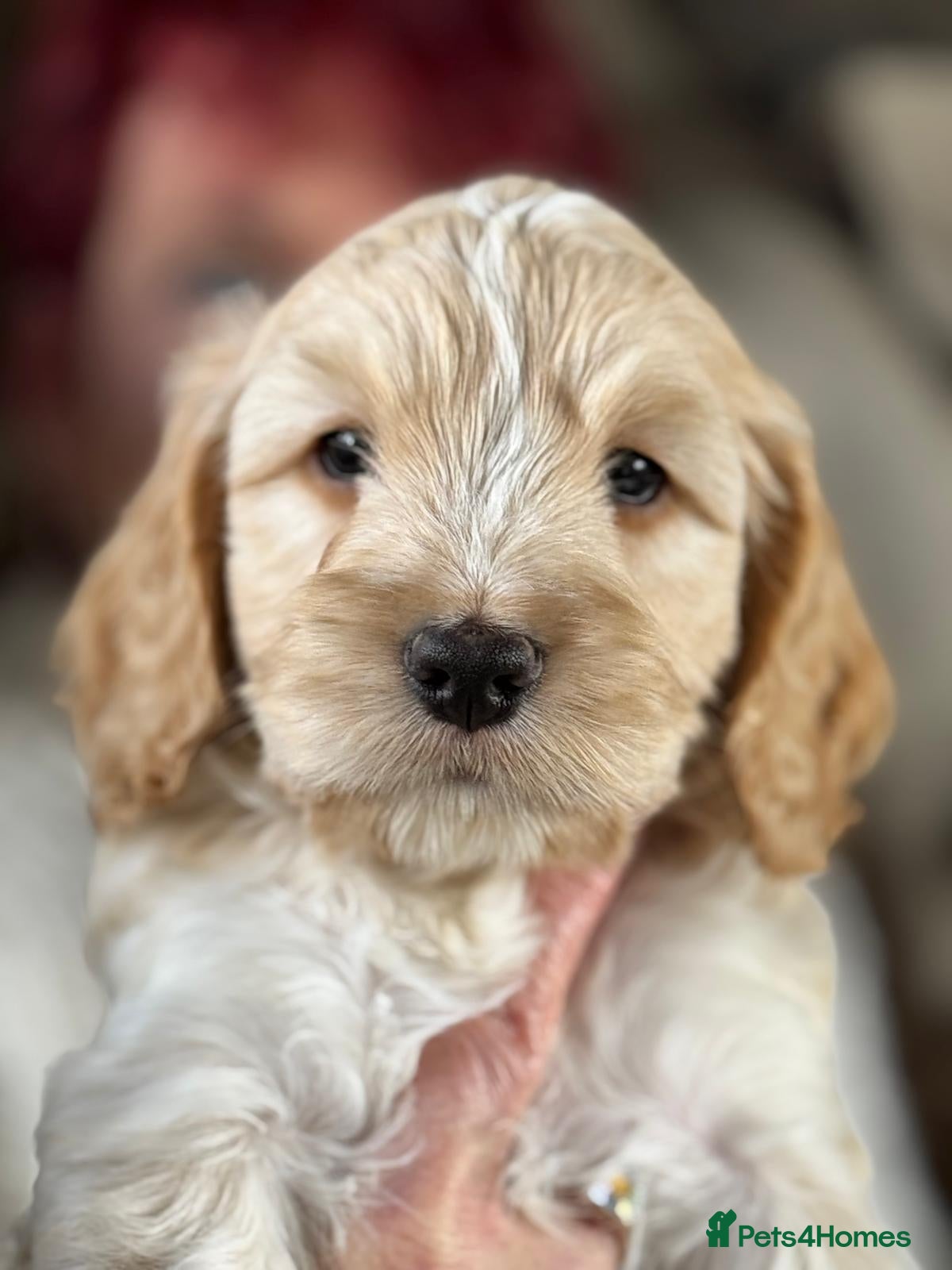 Cockapoo dogs Show cockerpoo  - Advert 8