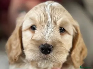 Cockapoo dogs Show cockerpoo - Advert 8