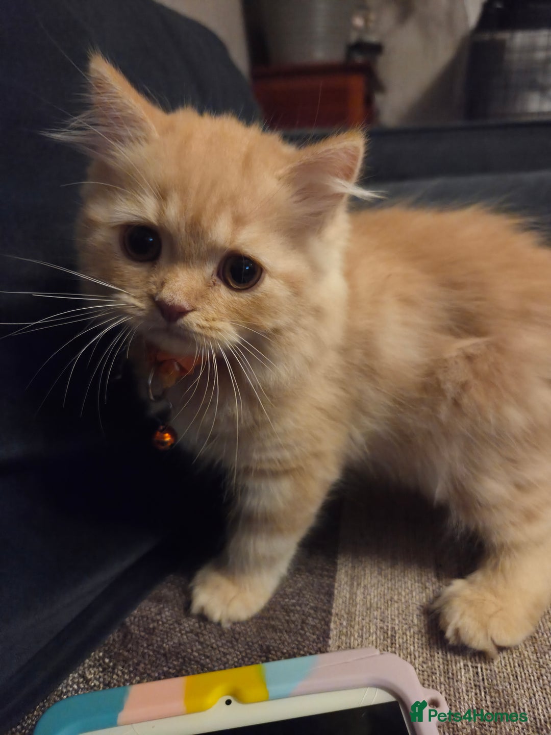 Scottish Fold cats for sale: !1 LEFT! BEAUTIFUL SCOTTISH FOLDS FOR SALE - Image 29