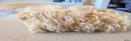 Guinea Pig rodents for sale: Gorgeous boys looking for 5* home - Advert 6