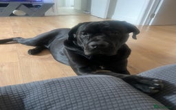 Cane Corso dogs for sale: Adult Jet Black Cane Corso (Rehome). No fee.  - Image 4