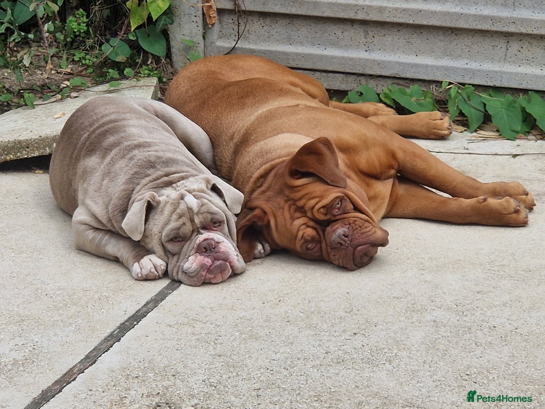 English Bulldog dogs for stud: English bulldog for stud - Image 8