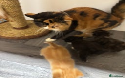 Exotic cats for sale: FEMALE SMOKE TORTOISESHELL EXOTIC KITTEN ( RARE) - Image 12