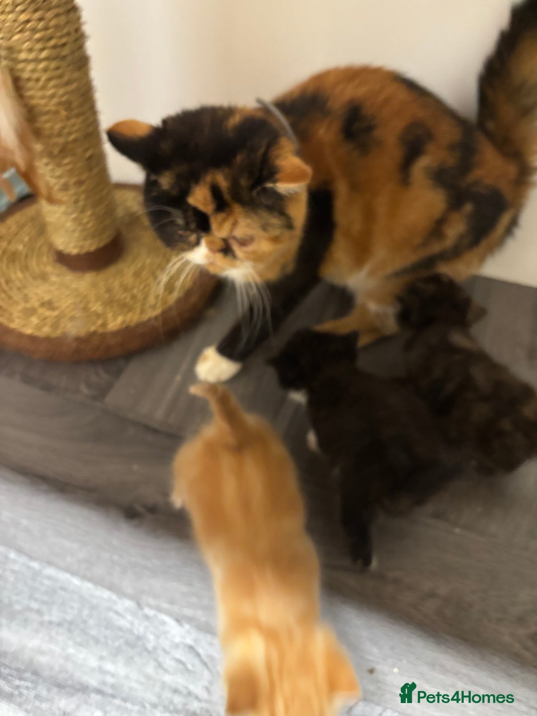 Exotic cats for sale: FEMALE SMOKE TORTOISESHELL EXOTIC KITTEN ( RARE) - Image 12