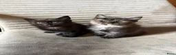 Maine Coon cats for sale: 5 half Maine coone kittens ready to go  - Advert 2