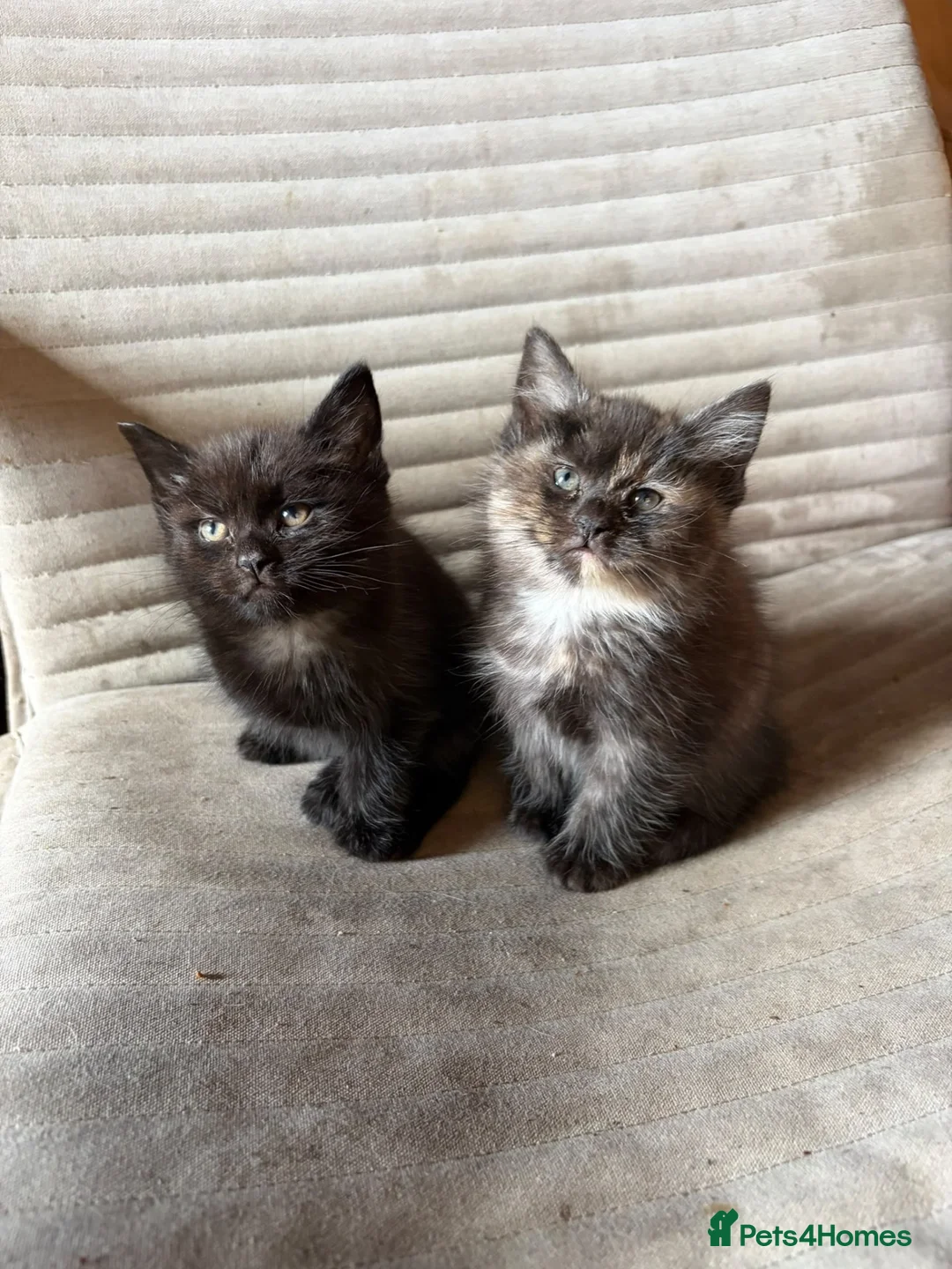 Maine Coon cats for sale: 5 half Maine coone kittens ready to go  - Advert 2