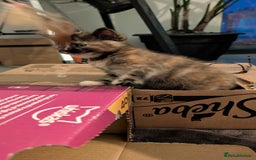 Maine Coon cats for sale: Main coon cross with British short hair - Image 21