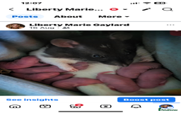 Rat rodents for sale: Baby rats for sale  - Image 4