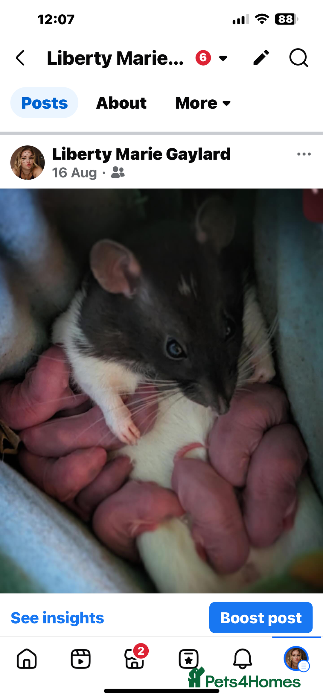 Rat rodents for sale: Baby rats for sale  - Image 4