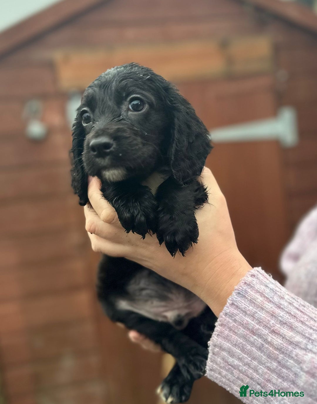 Sprocker dogs for sale: Sprocker spaniel puppies - Advert 10