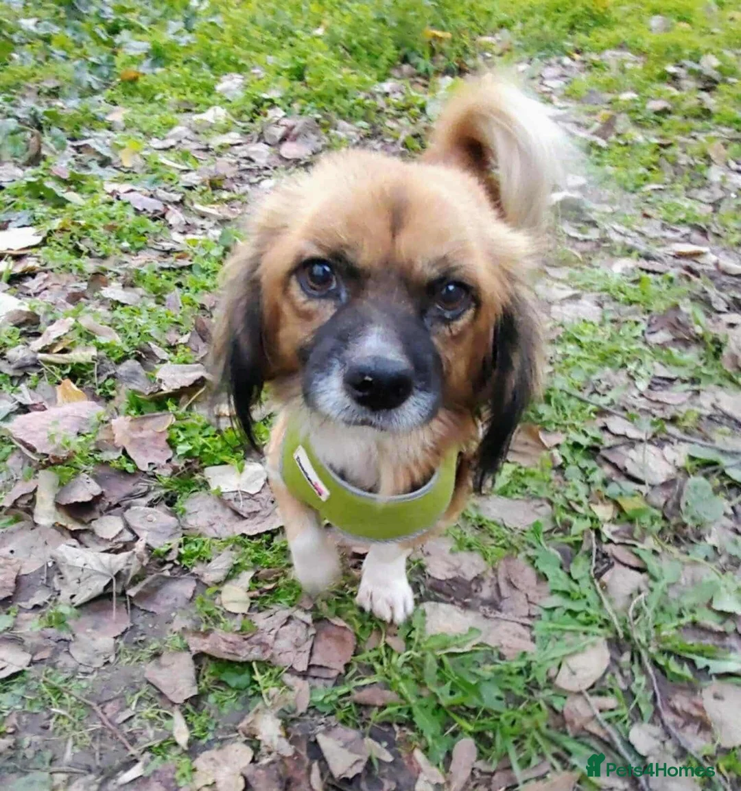 Mixed Breed dogs for adoption: Gorgeous Crunchie  in Newbridge - Advert 2