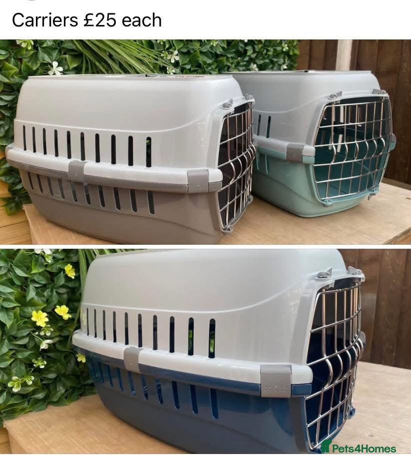 Mini Lop rabbits for sale:  Mini lop 💙 ready 21/11/26 - Advert 2