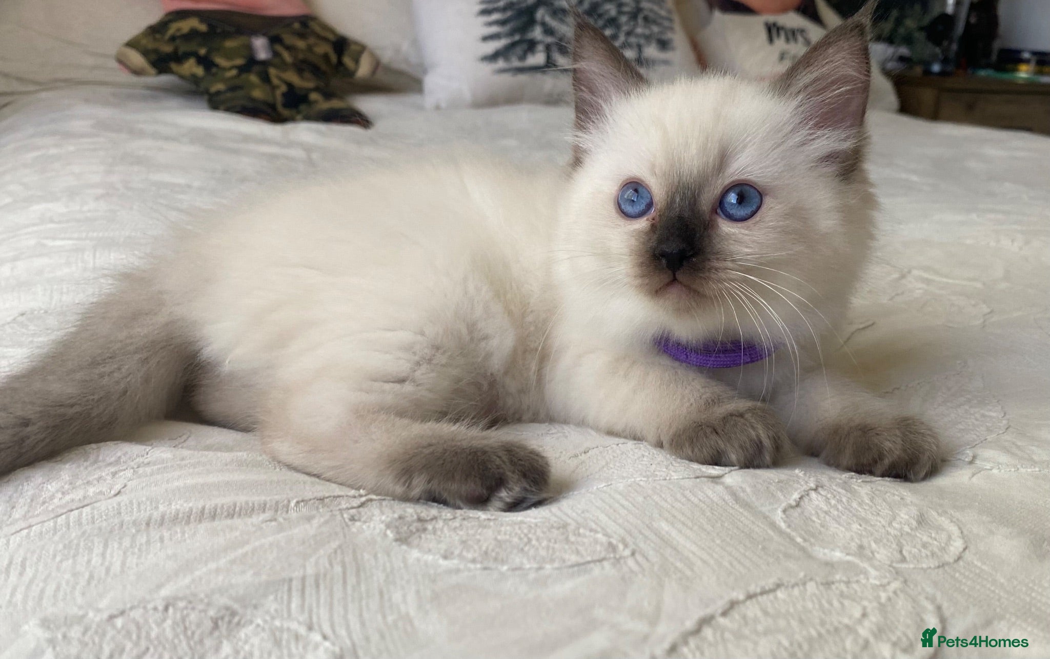 Ragdoll cats Pure ragdoll kittens - Advert 9