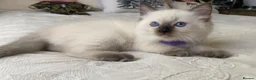 Ragdoll cats for sale: Ragdoll kittens - Advert 3
