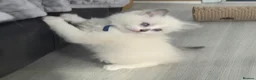 Ragdoll cats for sale: Gccf registered ragdoll kittens  - Advert 11