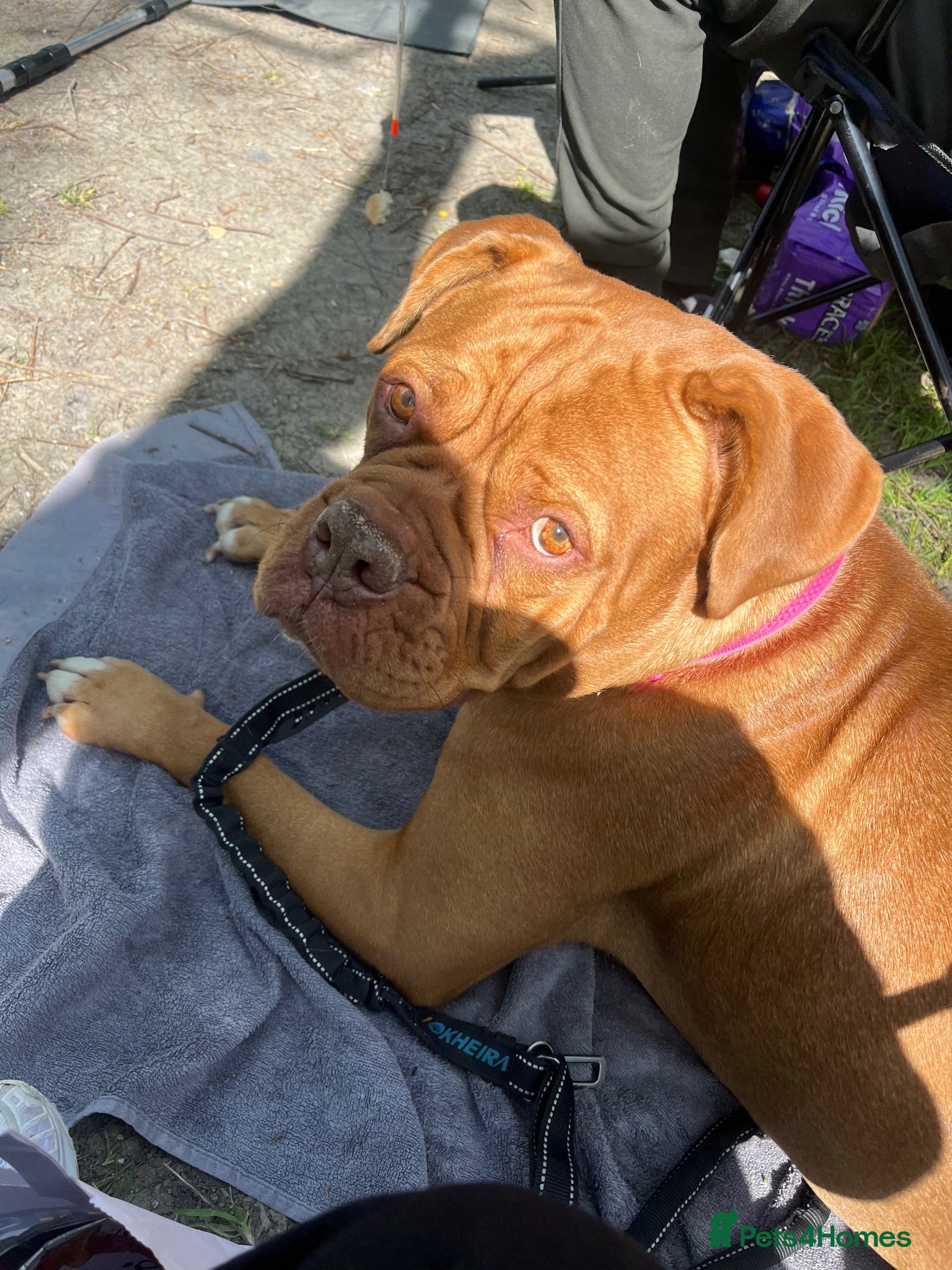 Dogue De Bordeaux dogs 2 Gorgeous Dogue De Bordeaux males.  - Advert 6