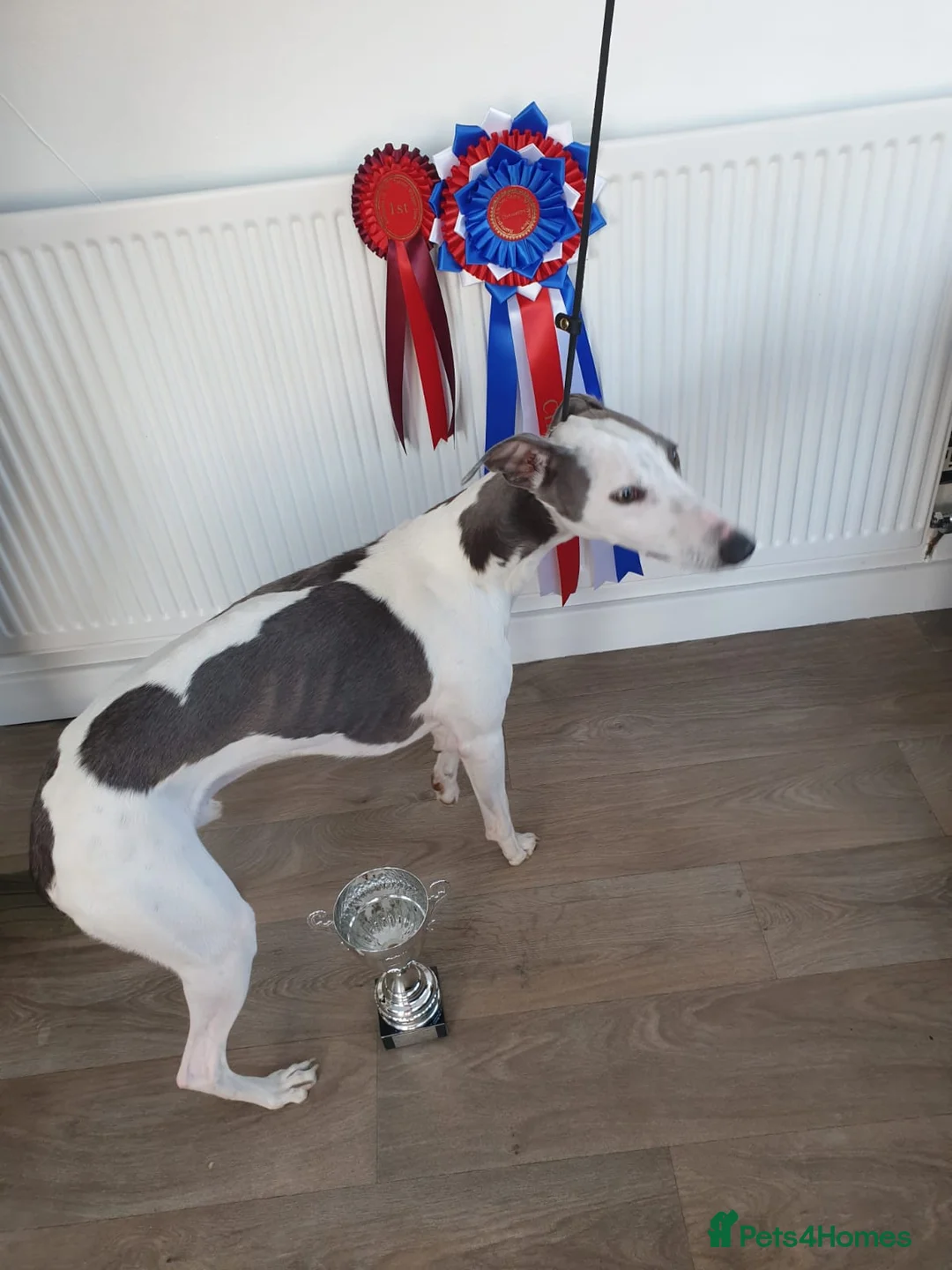 Whippet dogs for stud: Buster  in Workington - Advert 4