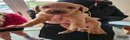 Labrador Retriever dogs for sale:  labrador puppies for sale in Newton Stewart - Advert 6