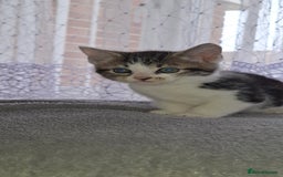 Mixed Breed cats for sale: Kittens looking for a forever home 🏡  - Image 8