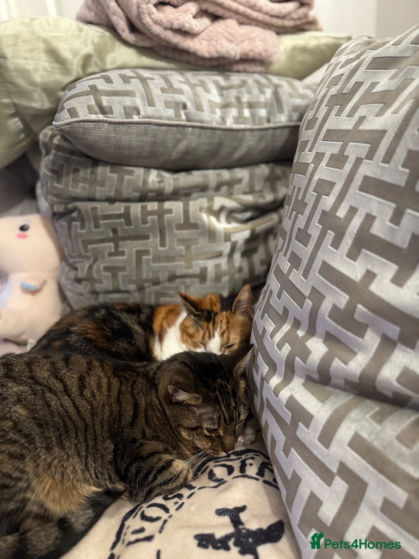 Mixed Breed cats A bonded pair needs a new home - Advert 10