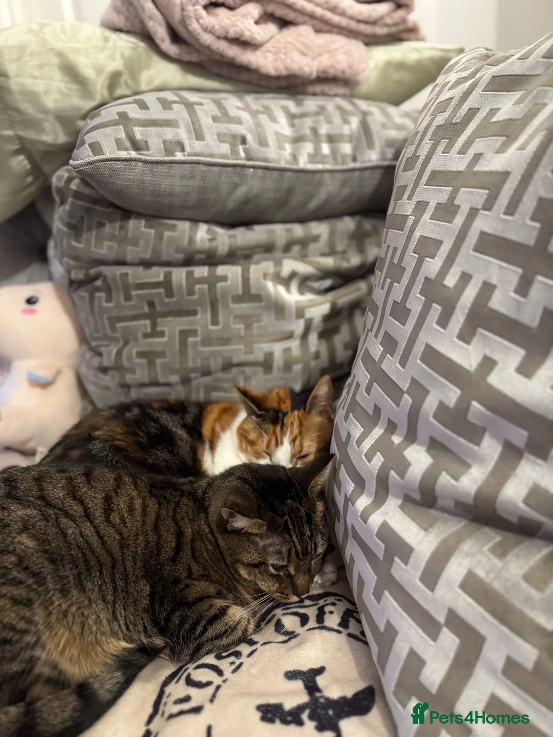 Mixed Breed cats for sale: A bonded pair needs a new home - Advert 1