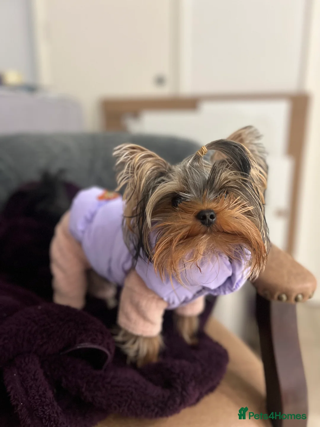 Yorkshire Terrier dogs for stud: ⭐️1.2kg Pedigree Miniature Yorkie STUD - Advert 1