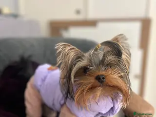Yorkshire Terrier dogs ⭐️1.2kg Pedigree Miniature Yorkie STUD - Advert 5