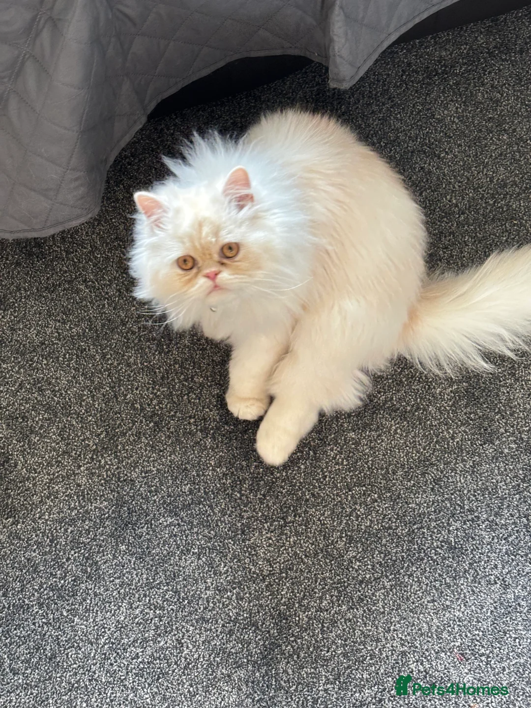 Persian cats for sale: 10 month old Persian kitten in Stanley - Advert 2
