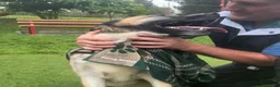 Mixed Breed dogs for adoption: Roni.  in Ormskirk - Advert 3