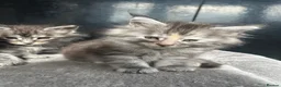 Maine Coon cats for sale: 4 Maine Coon Kittens left due to time wasters  - Advert 3