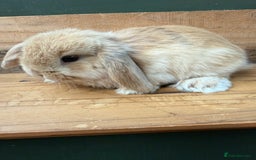 Mini Lop rabbits for sale: MINI LOP BUNNIES PEDIGREE  - Image 21