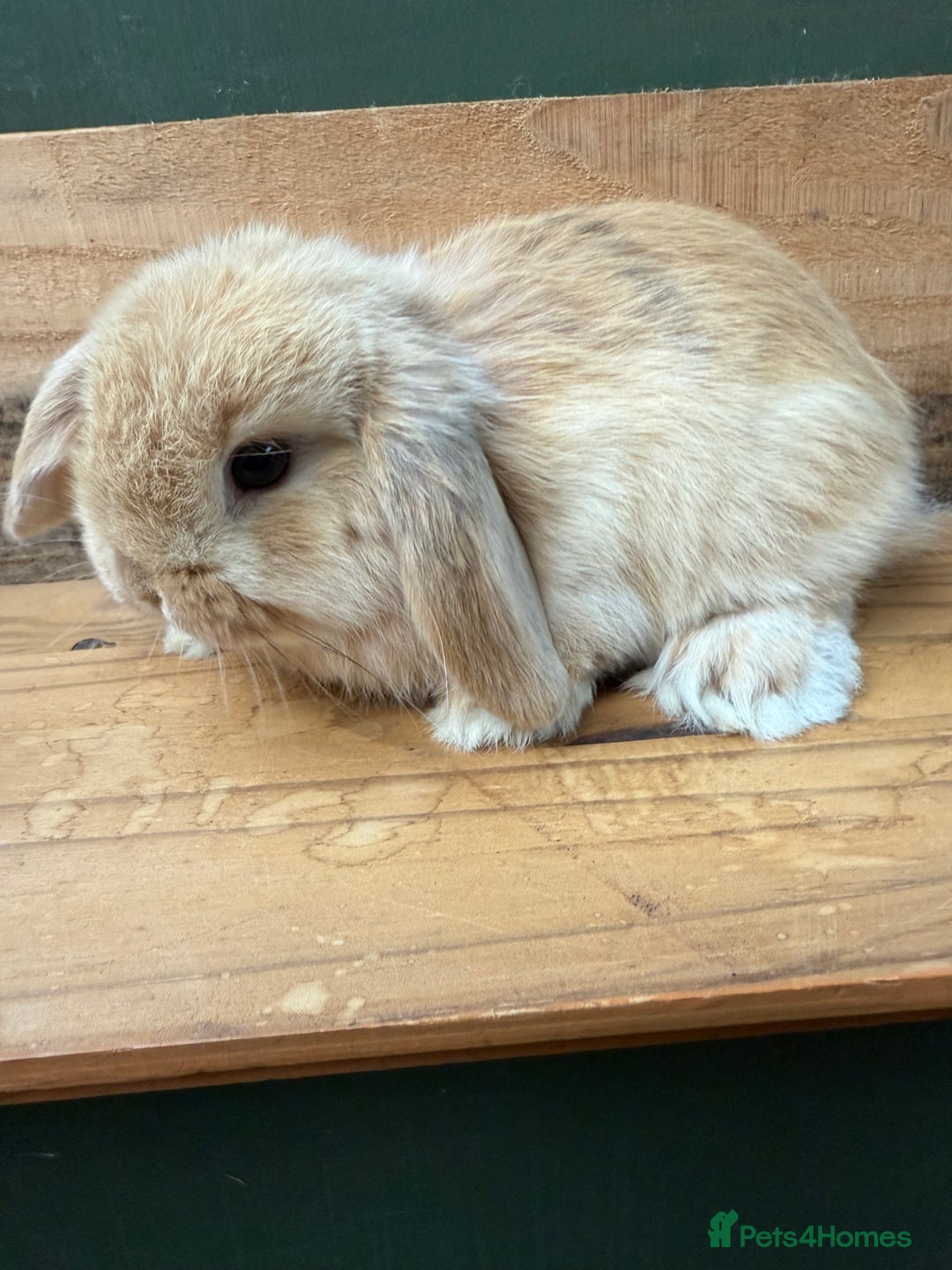 Mini Lop rabbits for sale: MINI LOP BUNNIES PEDIGREE  - Image 21