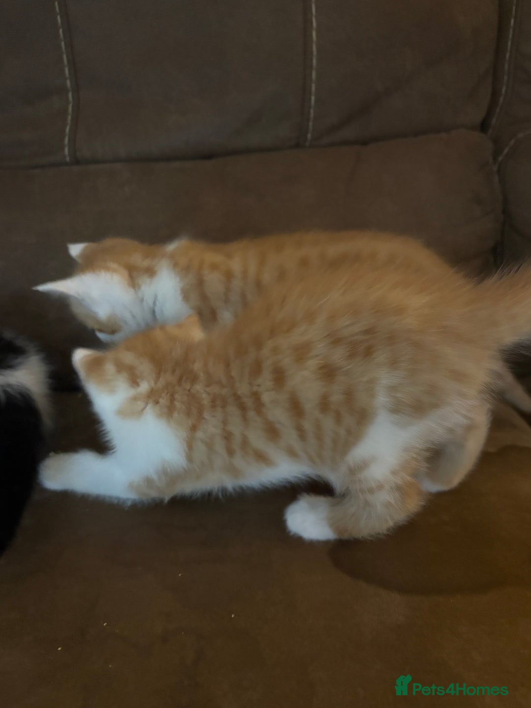 British Longhair cats for sale: Beautiful ginger and white marking kittens - Image 6