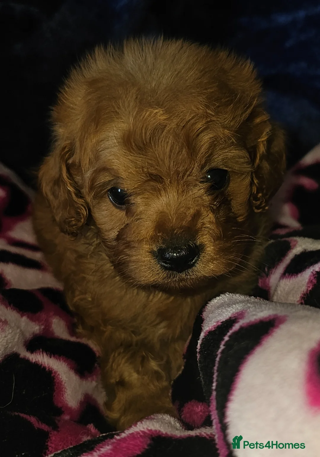 Cavapoo dogs for sale: Red f1b TOY cavapoo puppies in Bedford - Advert 2