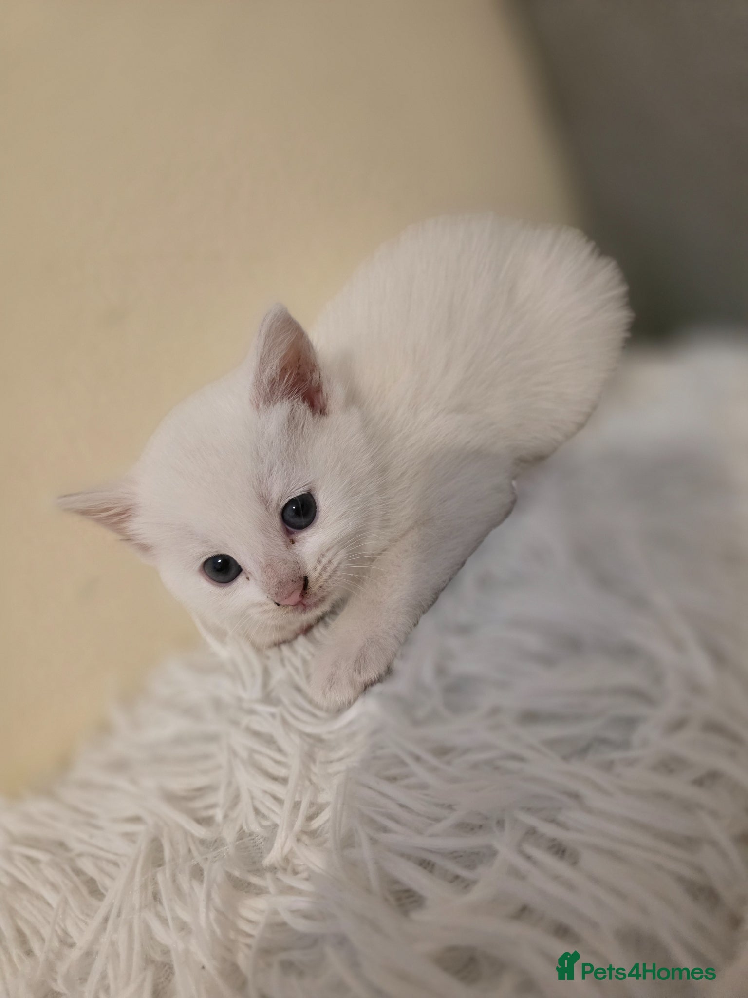 Mixed Breed cats White kitten - Advert 1