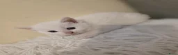 Mixed Breed cats for sale: White kitten - Advert 1