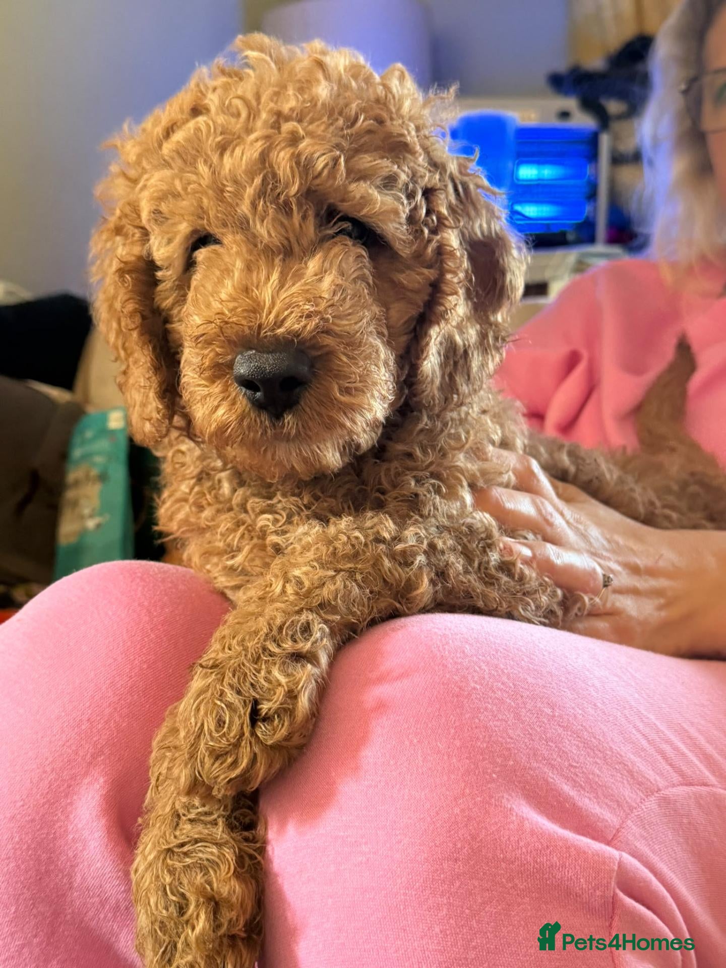 Mini Goldendoodle dogs Adorable Goldendoodles Looking for a Loving Family - Advert 1