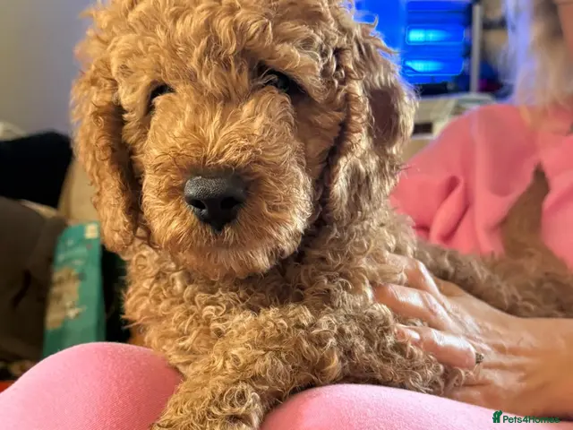 Mini Goldendoodle dogs for sale: Adorable Goldendoodles Looking for a Loving Family - Advert 1