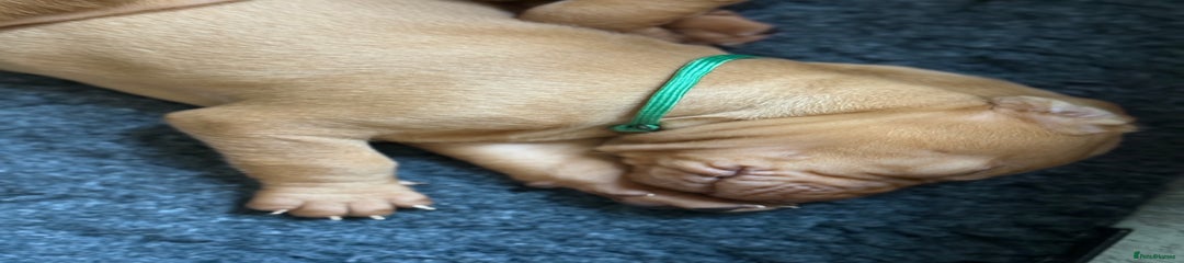 Hungarian Vizsla Puppy 2