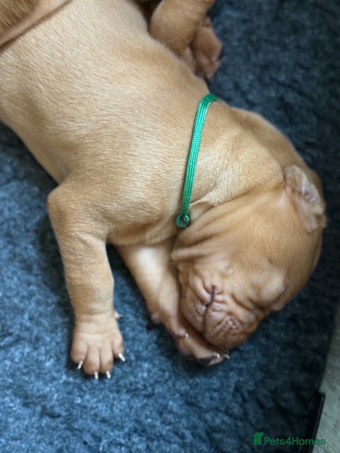 Hungarian Vizsla dogs for sale: Hungarian Vizsla Puppies - Outstanding Pedigree  - Advert 19
