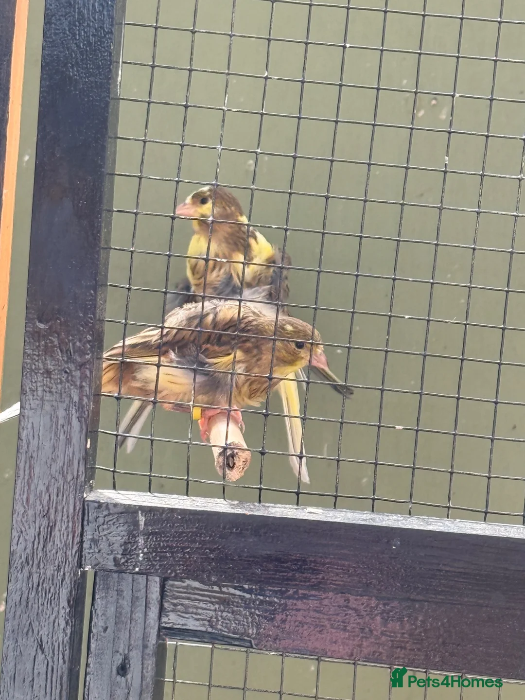Canaries birds for sale: North Dutch frill canary  - Advert 1