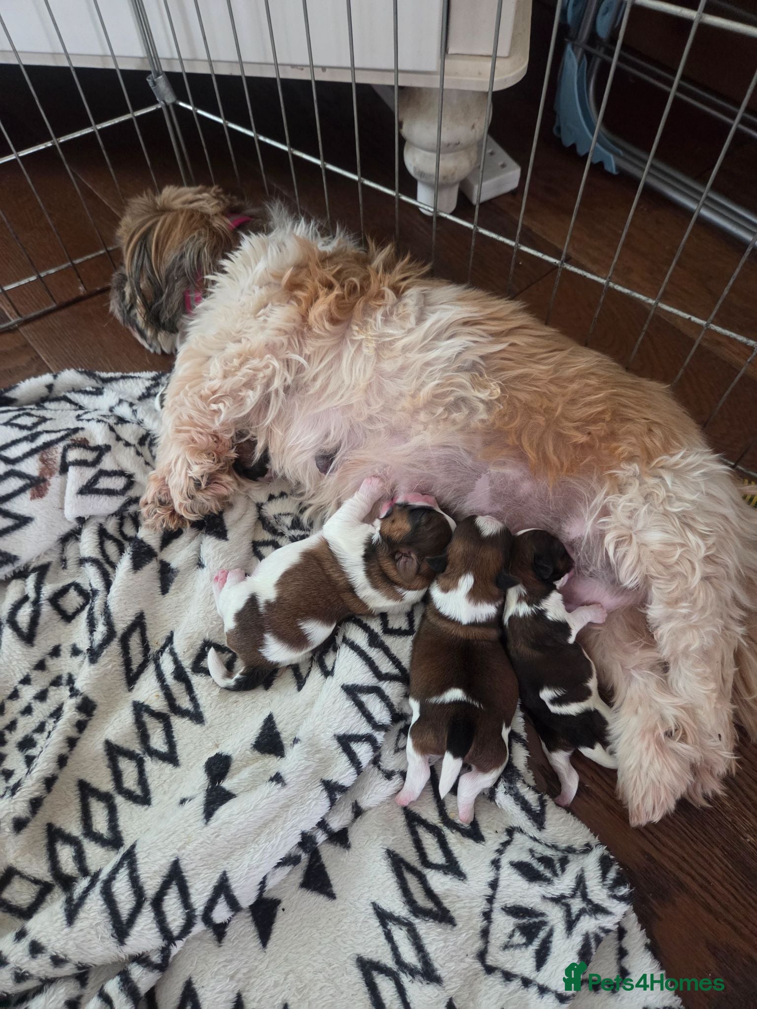 Shih Tzu dogs 3 Beautiful shih tzu puppies  - Advert 2