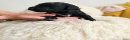 Standard Poodle dogs for sale: KC Standard Poodle Puppies !  - Advert 4