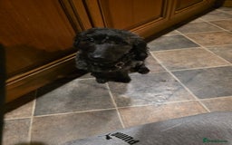 Jackapoo dogs for sale: Beautiful female jackapoo  - Advert 3