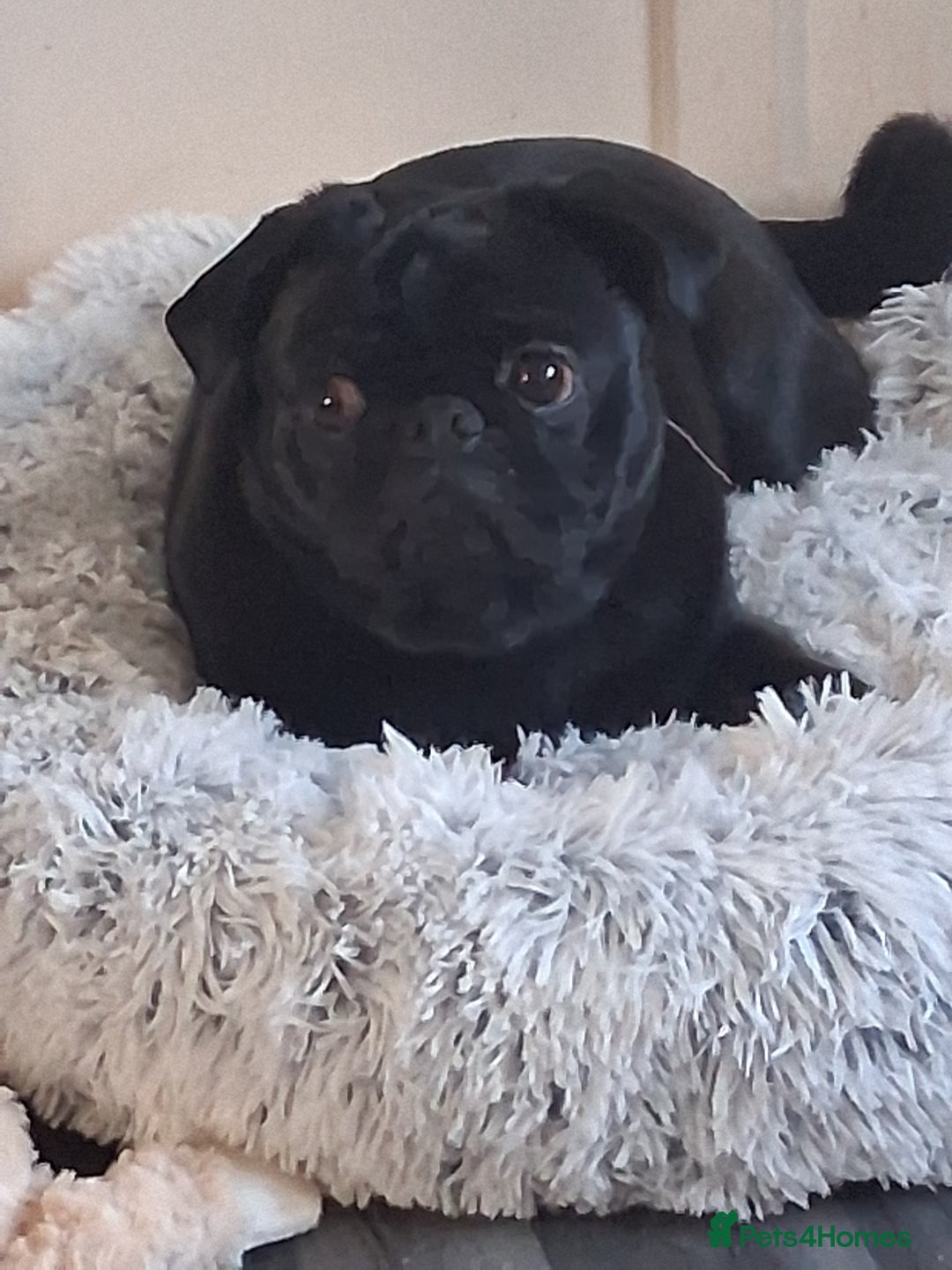 Pug dogs for sale: Black pug - Advert 3