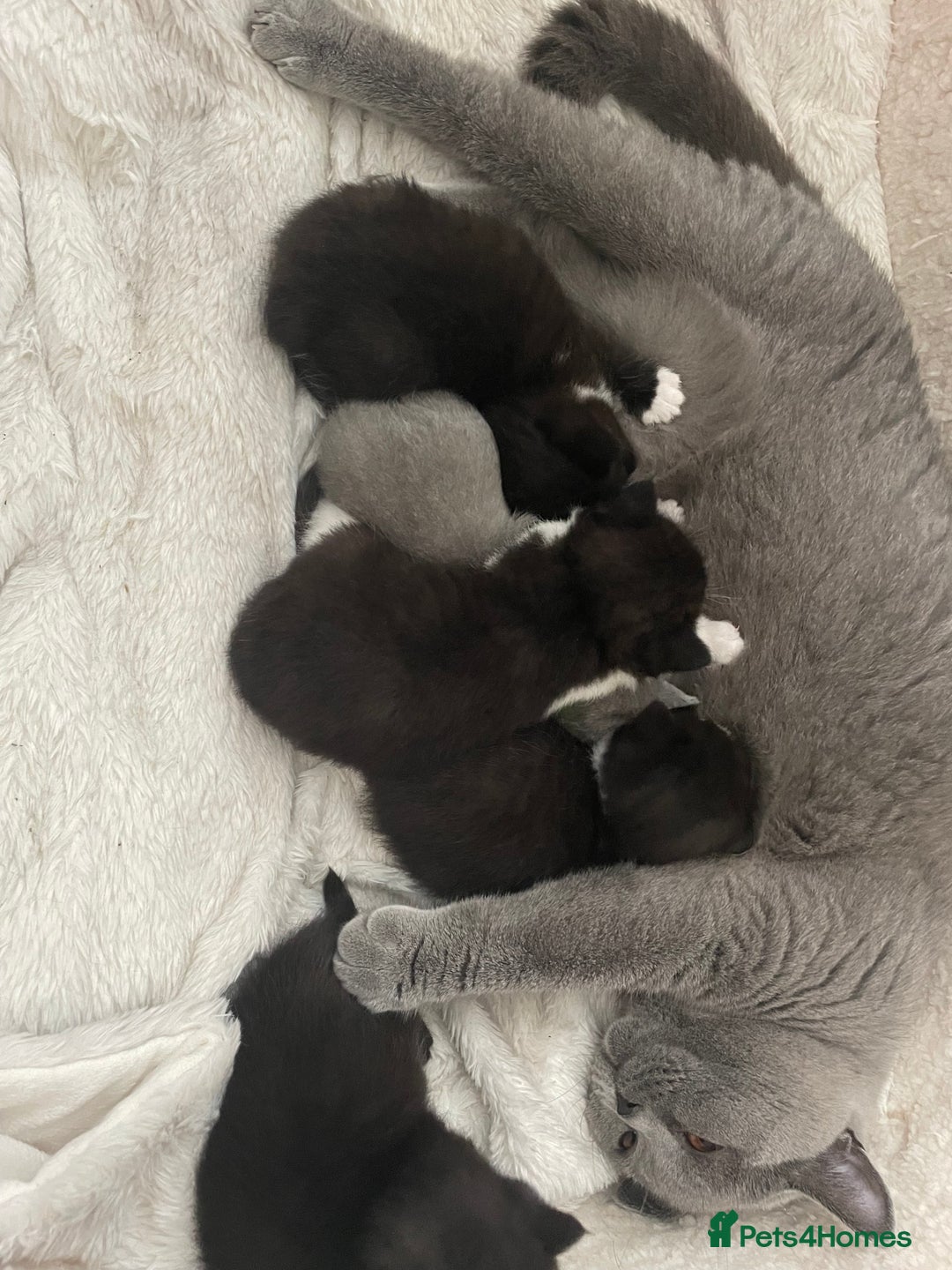 British Shorthair cats for sale: Amazing BSH Kittens  - Image 14