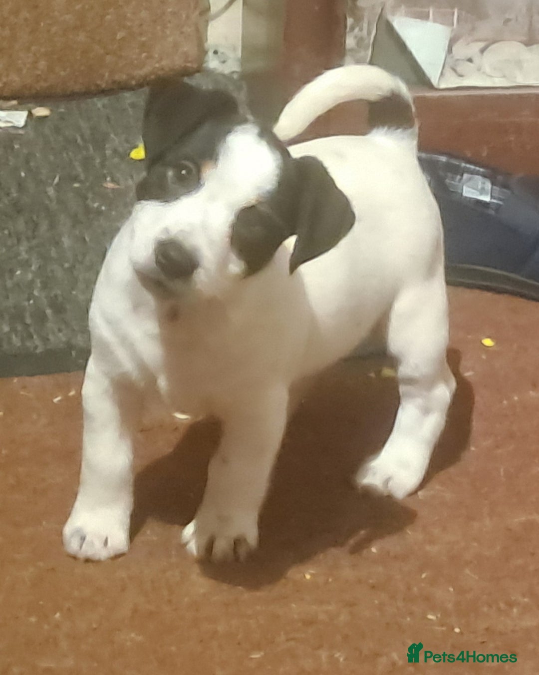 Jack Russell dogs for sale: KC Jack Russell pups, DNA Clear- LOA, SCA, PLL - Advert 18