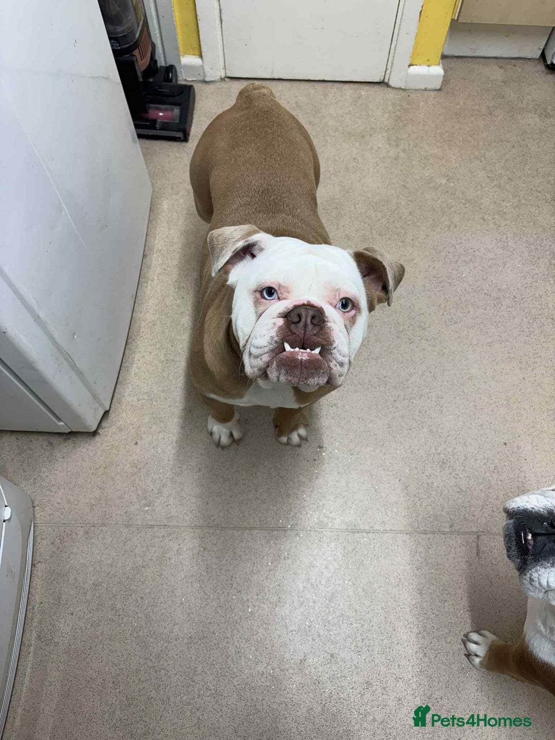 English Bulldog dogs for sale: New English bulldog girl - Advert 4