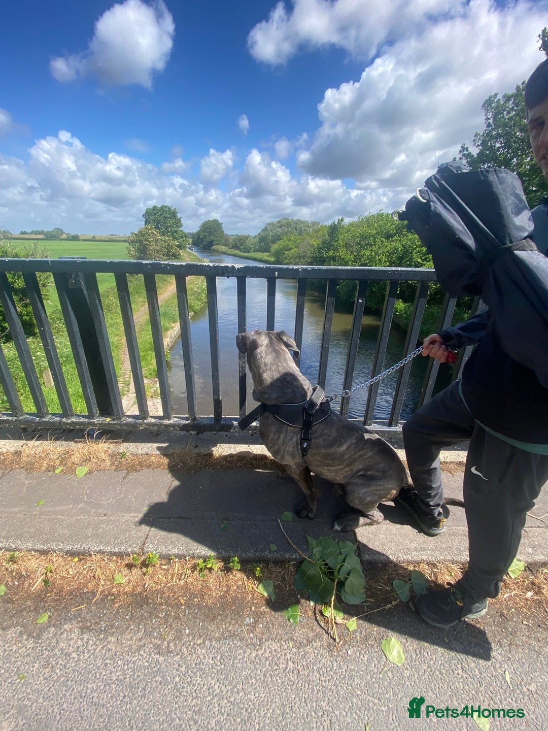 Cane Corso dogs for sale: Rehoming Cane Corso - Image 3