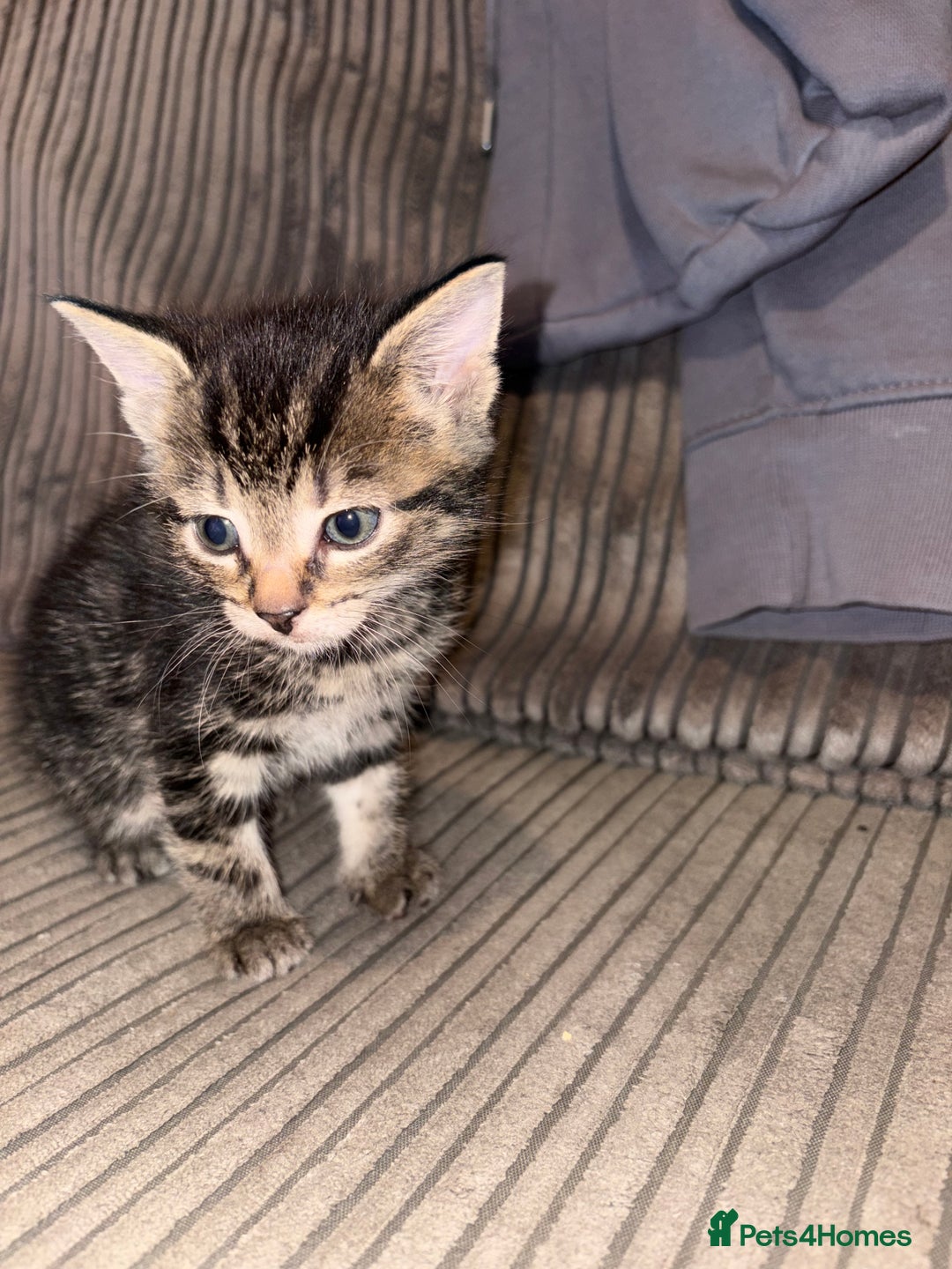 Domestic Shorthair cats for sale: 4 gorgeous Tabby kittens ready 26-1-26 - Advert 36